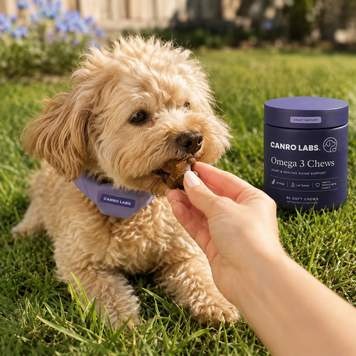 Omega 3 Chews